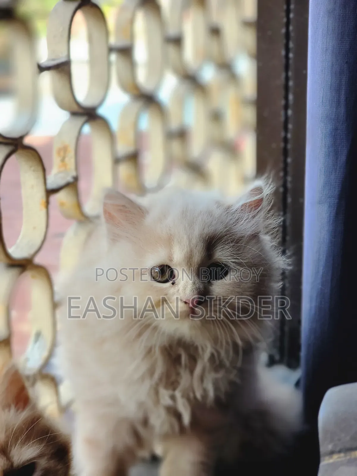1-3 months Female Purebred Persian