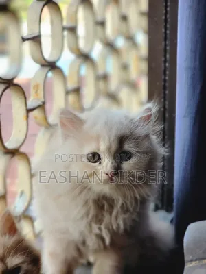 1-3 months Female Purebred Persian