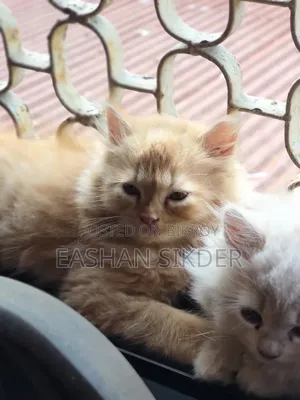 1-3 months Female Purebred Persian