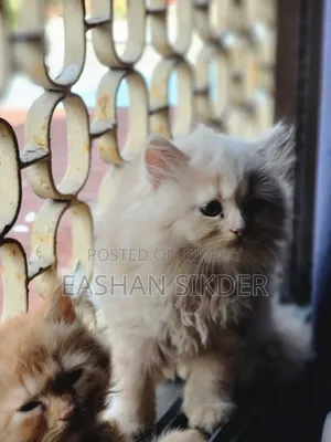1-3 months Female Purebred Persian