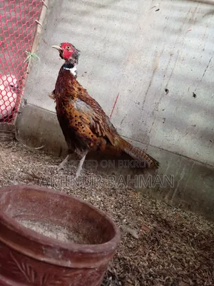 রিং নেক ফ্রিজেন্ট