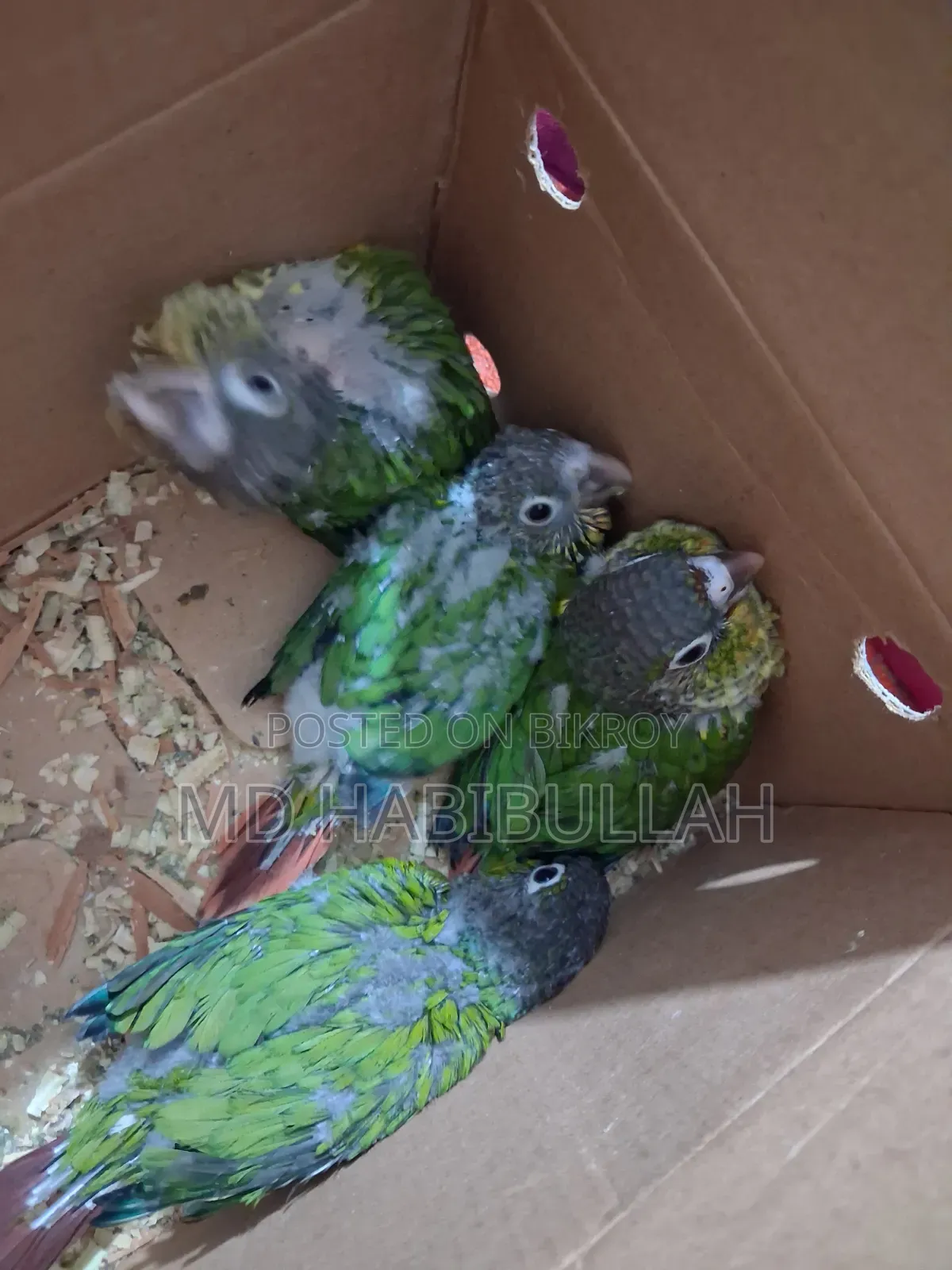 Green Suncheek Conure 4 Pcs Baby