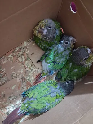 Green Suncheek Conure 4 Pcs Baby