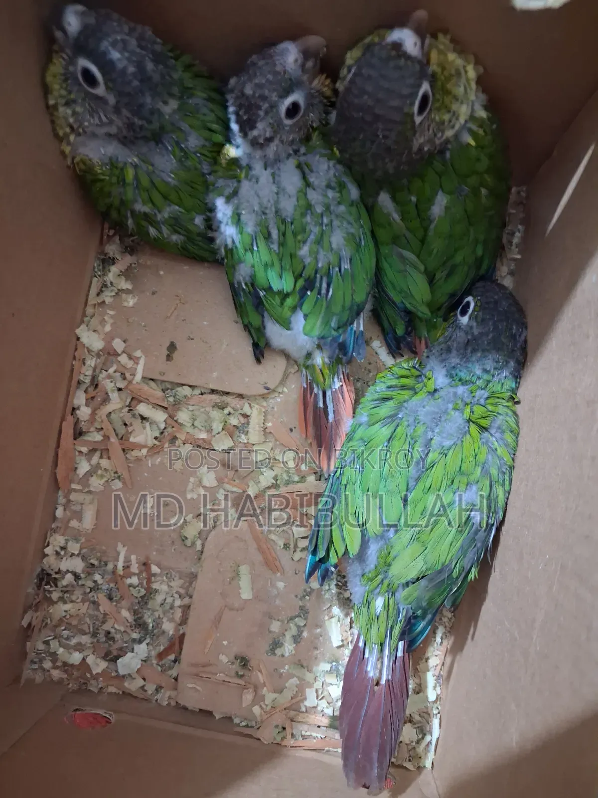 Green Suncheek Conure 4 Pcs Baby