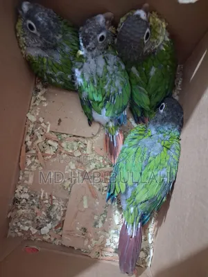 Green Suncheek Conure 4 Pcs Baby