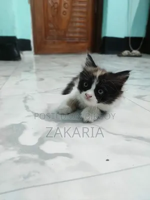 ১+ বছরের পুরুষ খাঁটি পার্সিয়ান বিড়াল