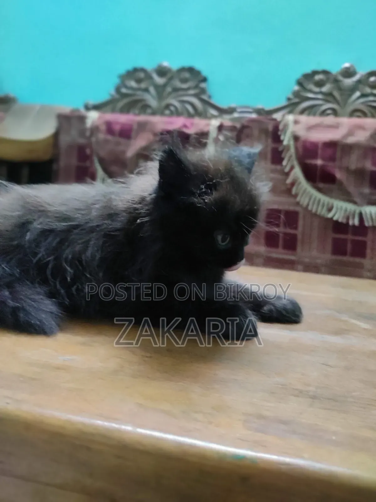 ১+ বছরের পুরুষ খাঁটি পার্সিয়ান বিড়াল