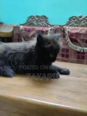 ১+ বছরের পুরুষ খাঁটি পার্সিয়ান বিড়াল
