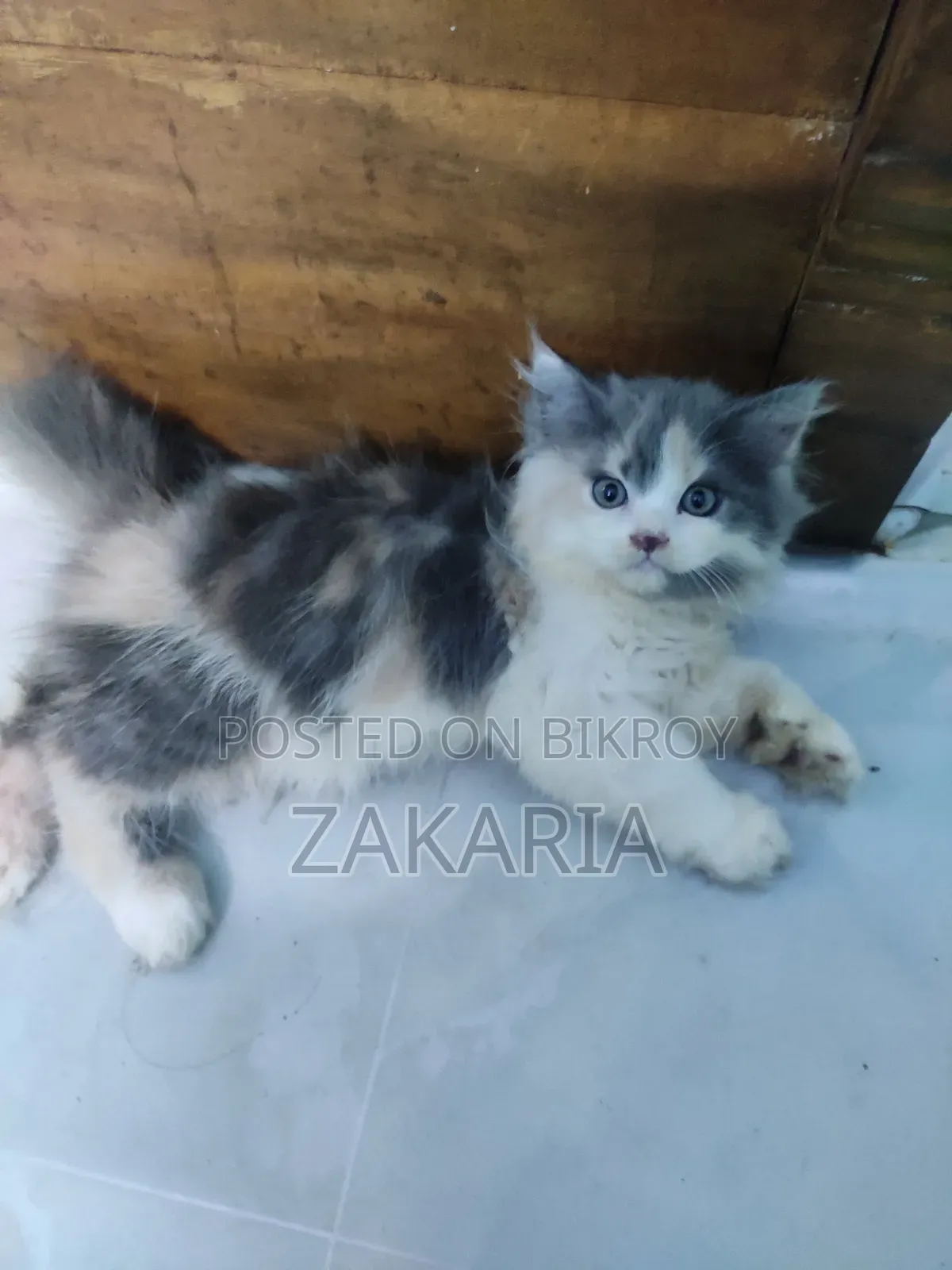 ১+ বছরের পুরুষ খাঁটি পার্সিয়ান বিড়াল