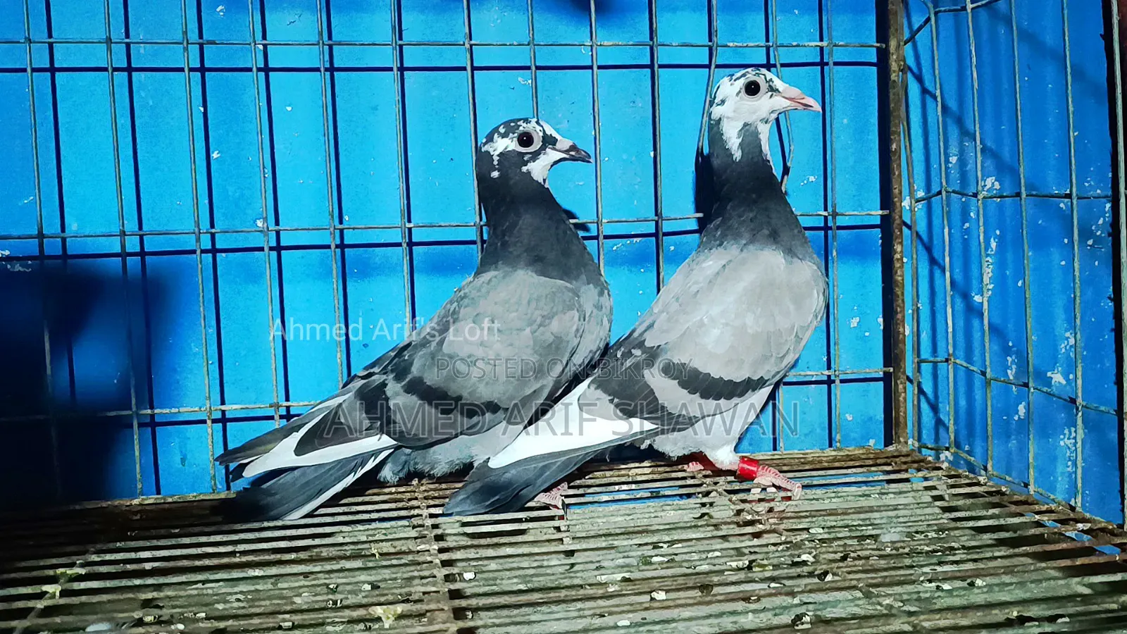Shobji Pite Racer Pigeon