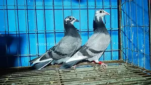 Shobji Pite Racer Pigeon