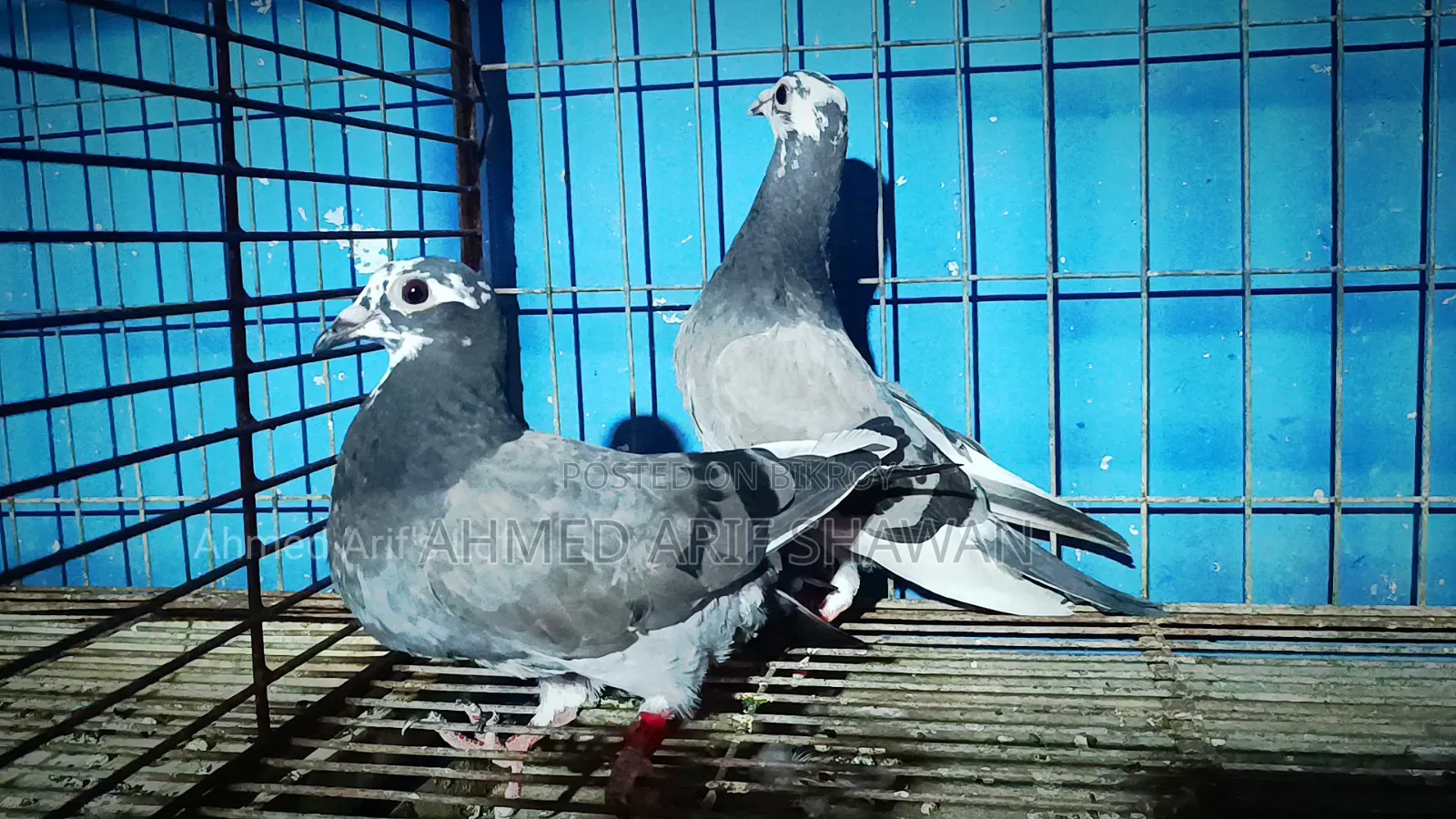 Shobji Pite Racer Pigeon