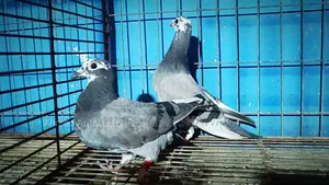 Shobji Pite Racer Pigeon