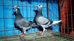 Shobji Pite Racer Pigeon