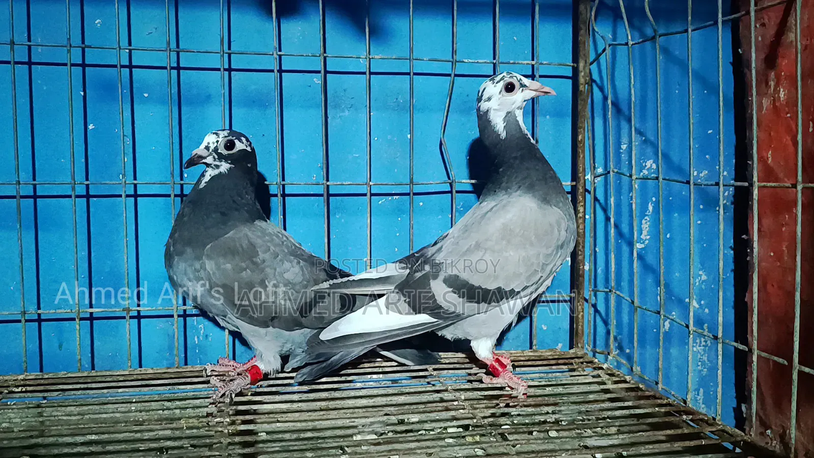 Shobji Pite Racer Pigeon