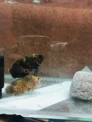 টাইগার অস্কার