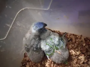 Birds Baby