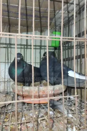 Makra Mussol Dam One Pair Big Size