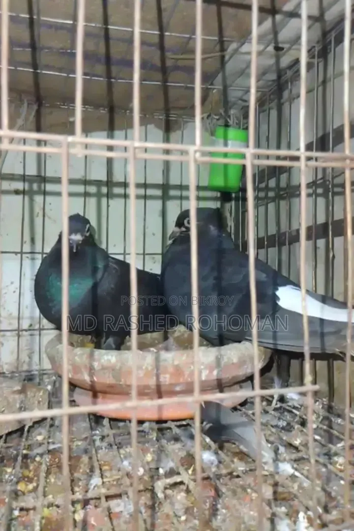 Makra Mussol Dam One Pair Big Size
