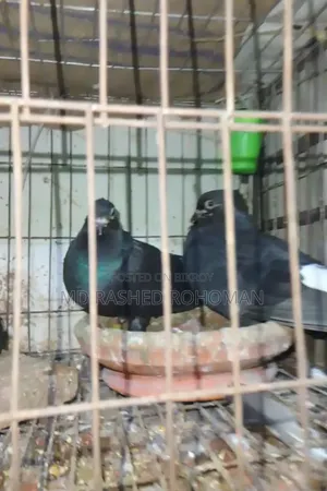 Makra Mussol Dam One Pair Big Size