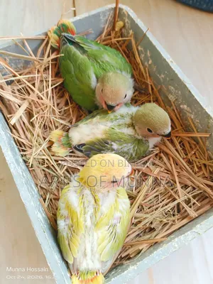 Love Bird Baby