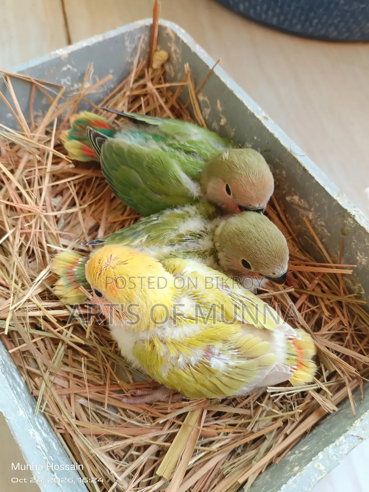 Love Bird Baby