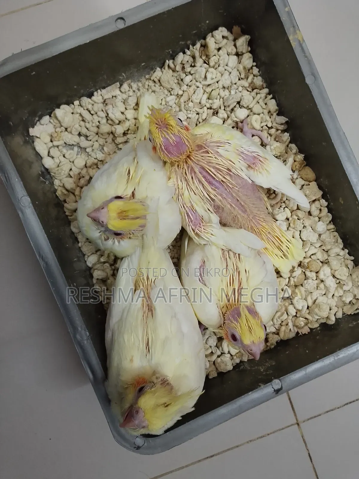 ককাটেল বেবি ফর সেল