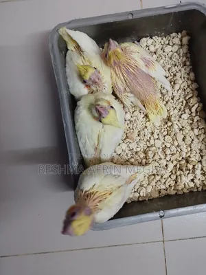 ককাটেল বেবি ফর সেল