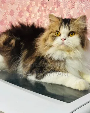 1+ year Male Purebred Persian