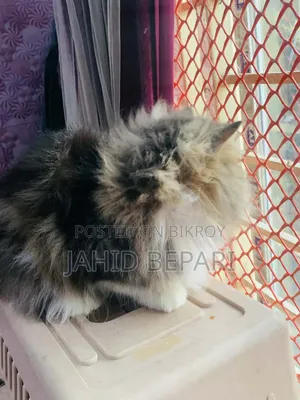 ১+ বছরের পুরুষ খাঁটি পার্সিয়ান