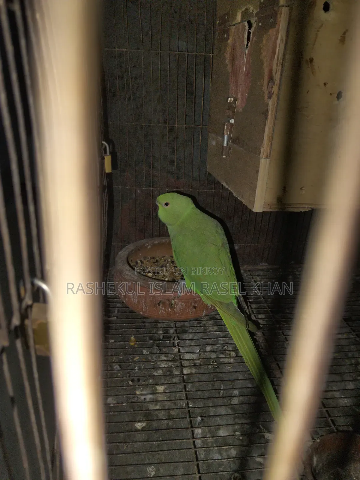 Indian Ringneck Parrot Female