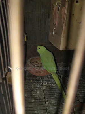 Indian Ringneck Parrot Female