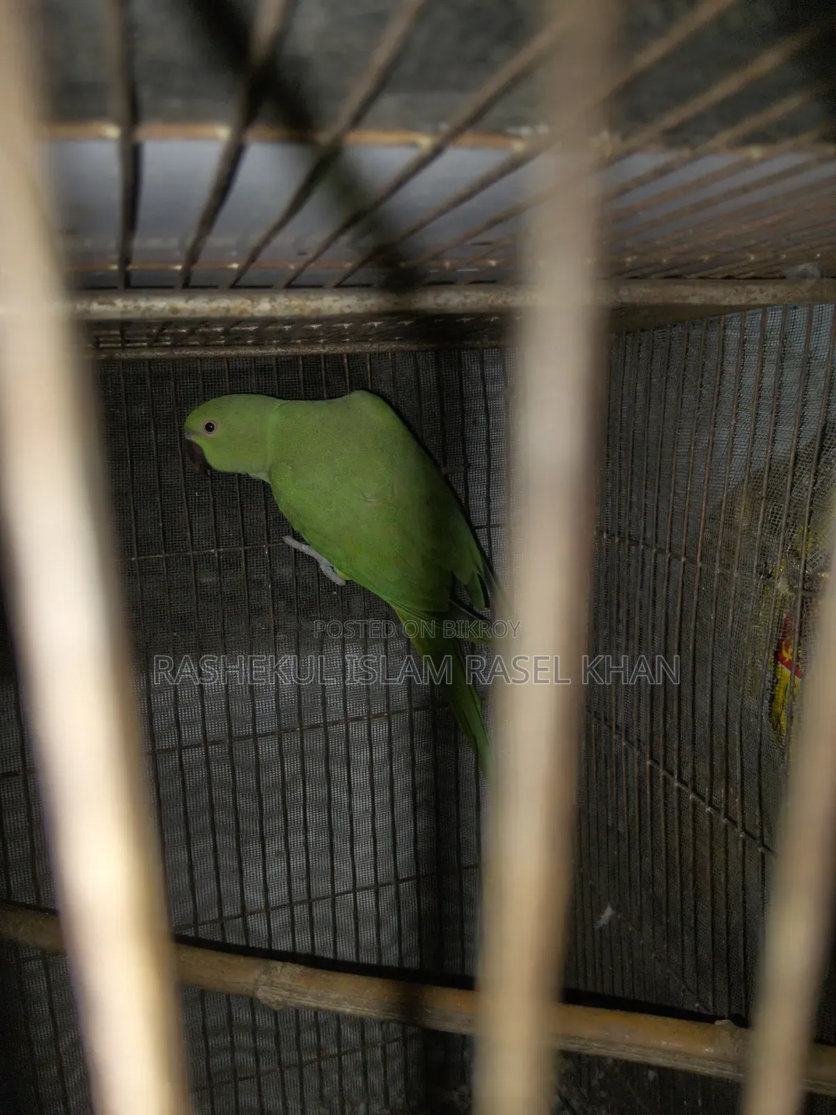 Indian Ringneck Parrot Female