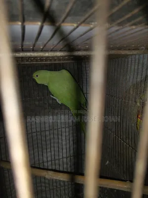 Indian Ringneck Parrot Female