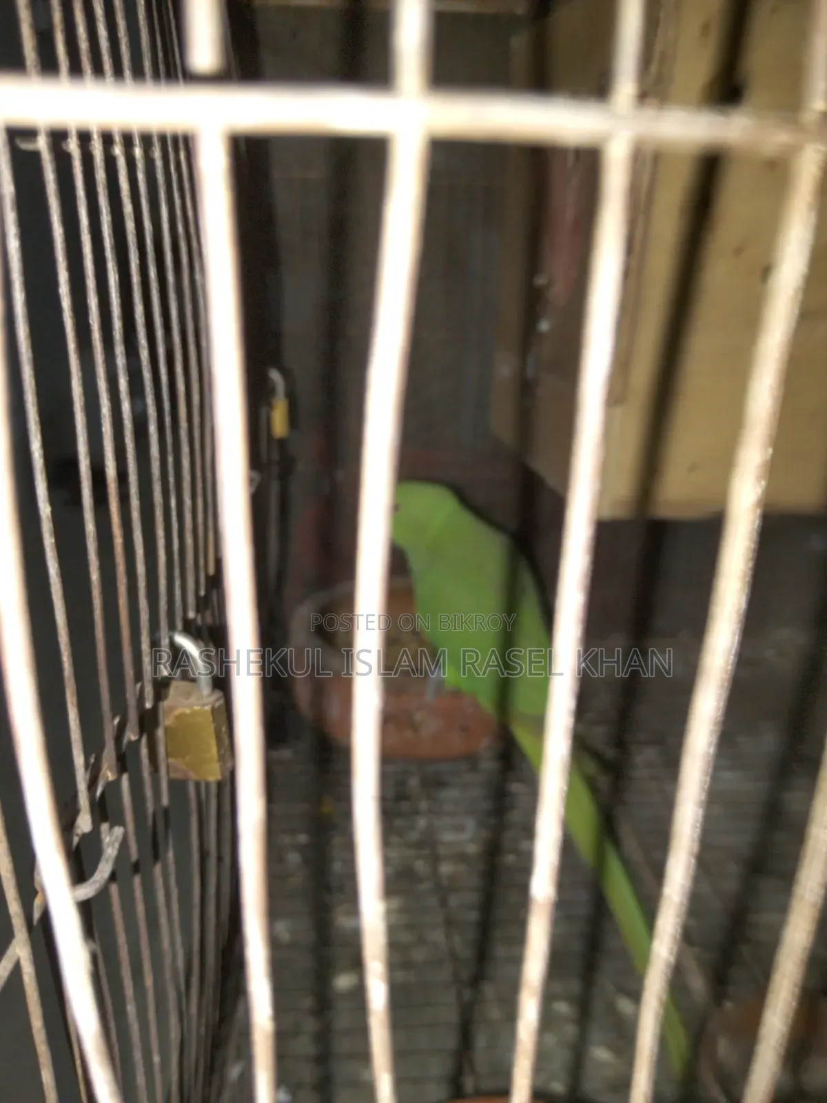 Indian Ringneck Parrot Female