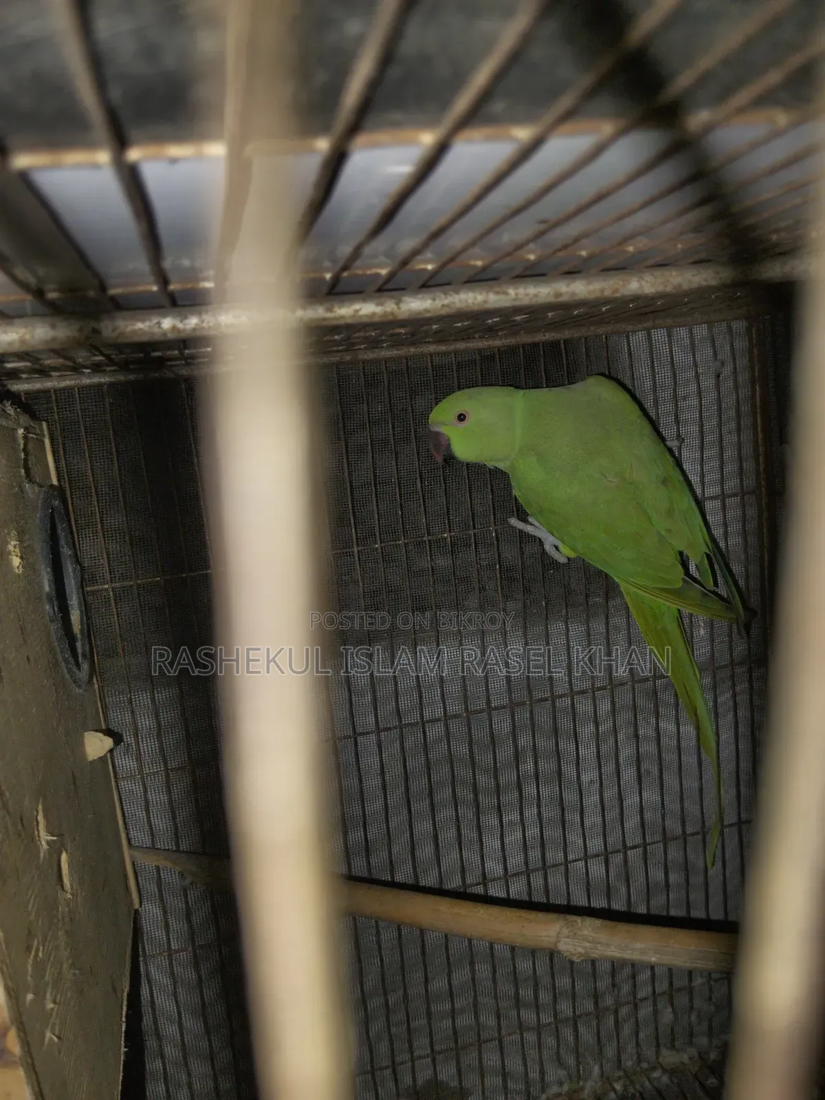 Indian Ringneck Parrot Female