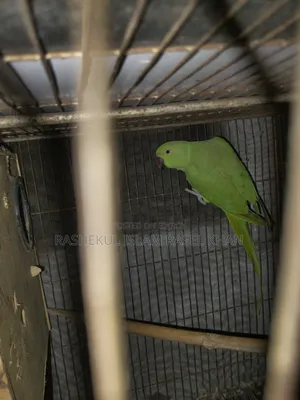 Indian Ringneck Parrot Female