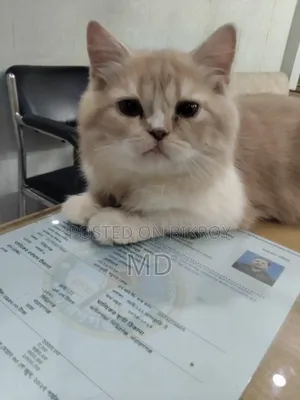 1-3 months Male Purebred Persian