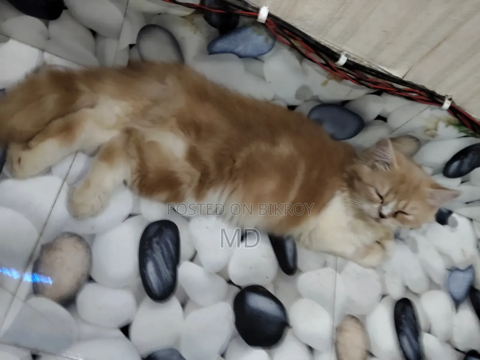 1-3 months Male Purebred Persian