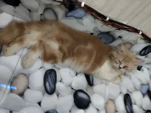 1-3 months Male Purebred Persian