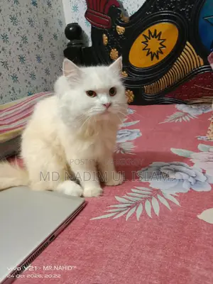 1+ year Male Purebred Persian