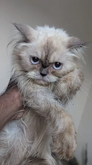 1+ year Female Purebred Persian