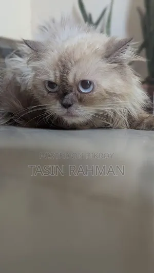 1+ year Female Purebred Persian