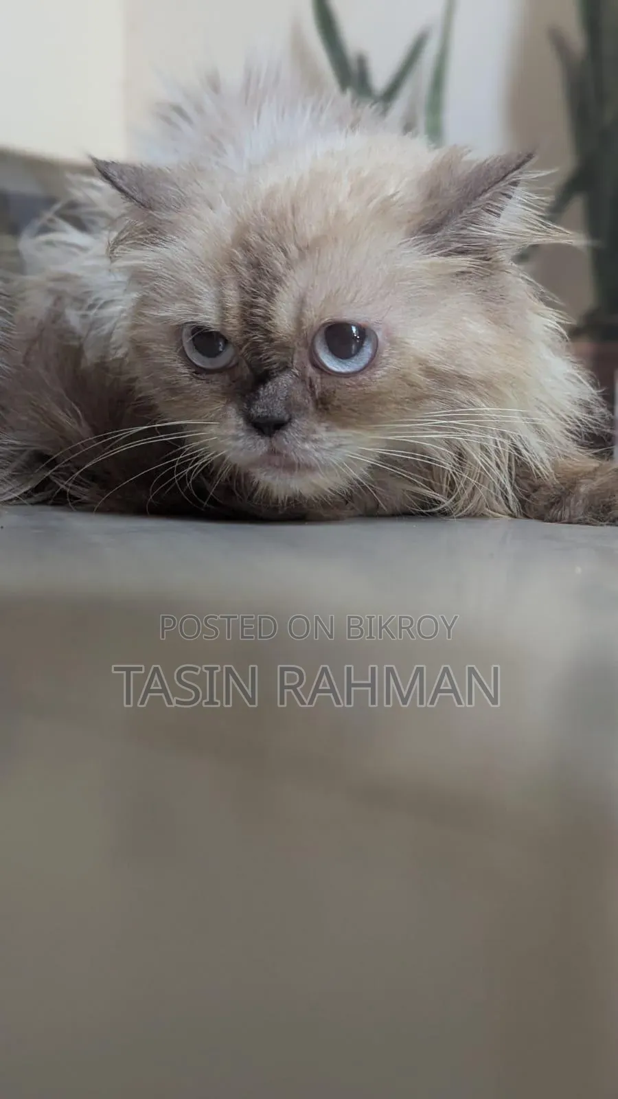 1+ year Female Purebred Persian