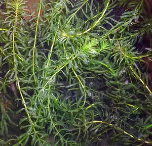 Aqua Plants