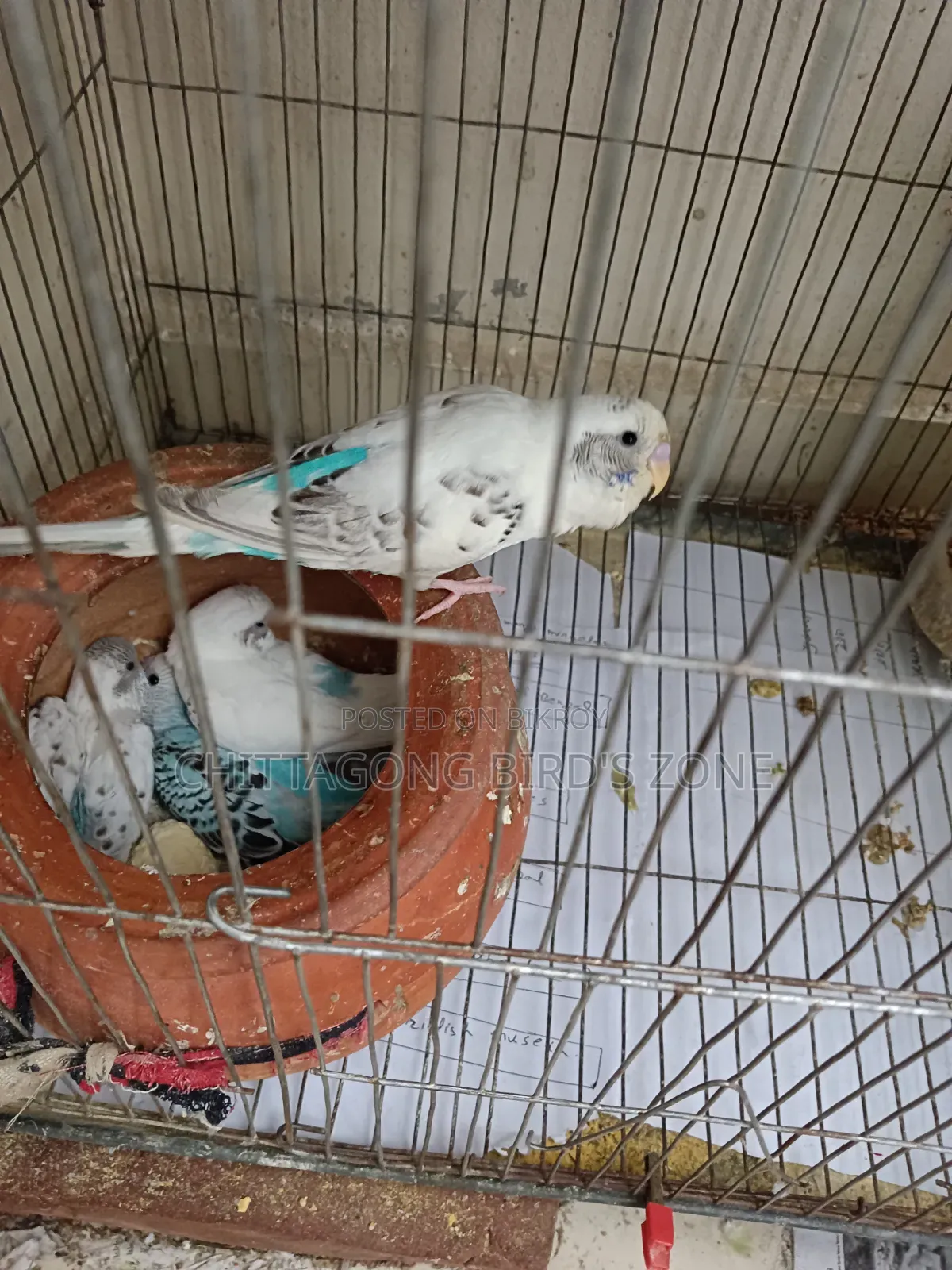 ভালো মানের রানিং বাজরিগার পাখি বিক্রি করা হবে