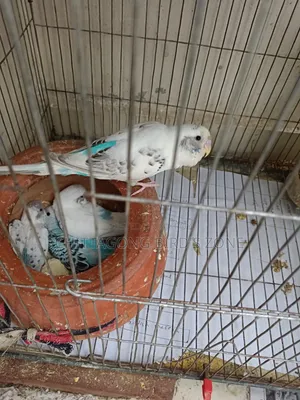 ভালো মানের রানিং বাজরিগার পাখি বিক্রি করা হবে