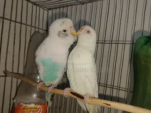 ভালো মানের রানিং বাজরিগার পাখি বিক্রি করা হবে