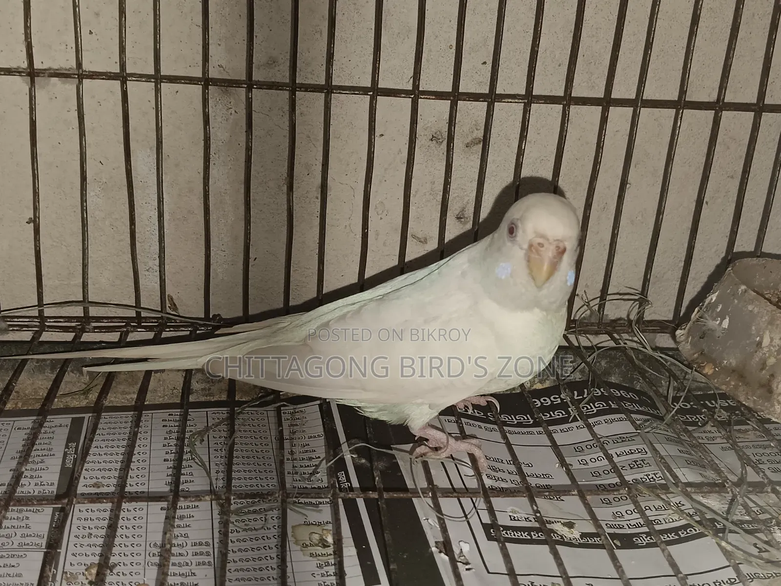 ভালো মানের রানিং বাজরিগার পাখি বিক্রি করা হবে