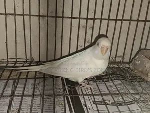 ভালো মানের রানিং বাজরিগার পাখি বিক্রি করা হবে